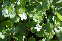 Veronica cymbalaria